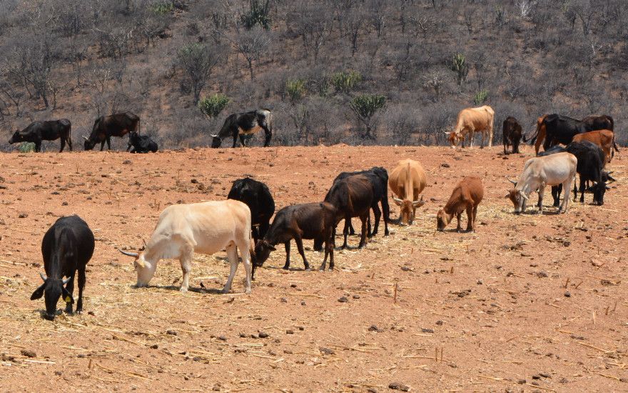 Estrés calórico en animales: Dos Alternativas de manejo