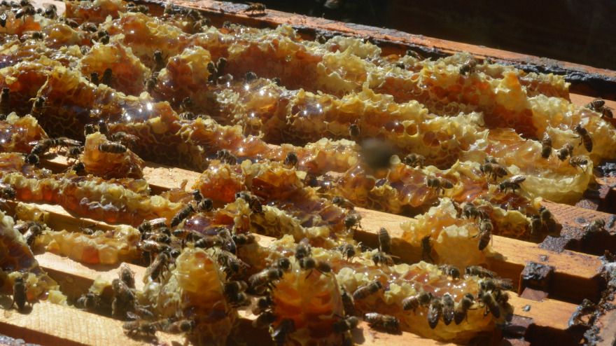 Abejas: ¿ganado o animales salvajes?