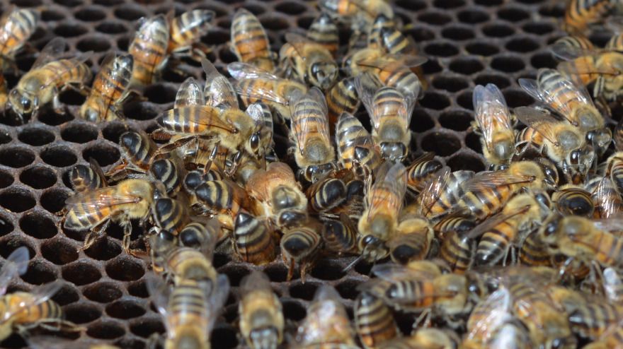 Día Mundial de las Abejas