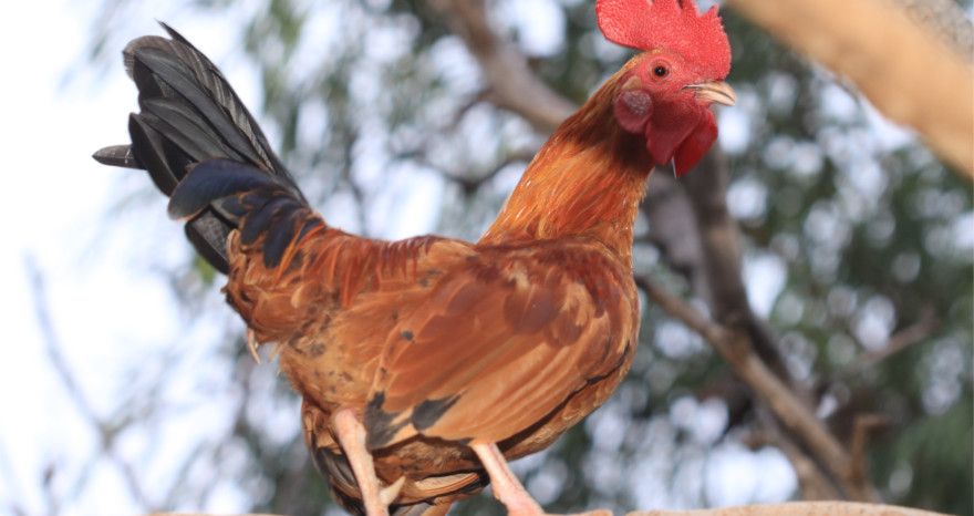 Aves de corral: Sistema de producción