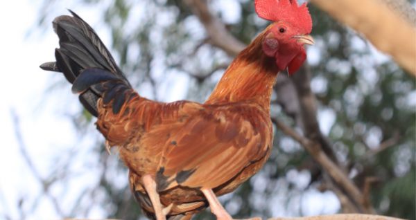 Aves de corral: Sistema de producción
